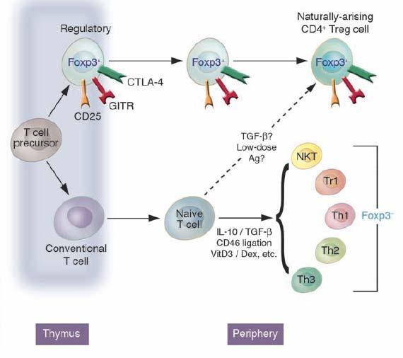 CD4+ Tregs and immune control.