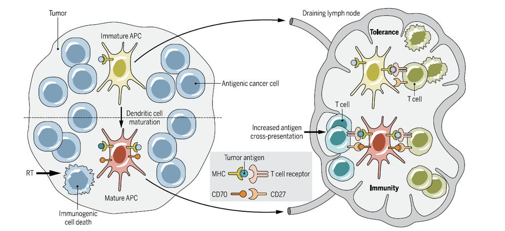 Radiation Induces T Cell Priming Without RT à Tolerance RT à Cross-Presentation à
