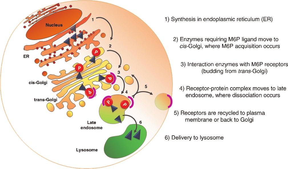 REVIEW Filocamo and Morrone Figure 1. Simplified scheme of M6P-dependent enzymes sorting to the lysosome.