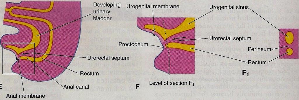The perineum: is a diamond shape regionlocated in the most caudal part of the trunck, this diamond shape- area is marked by four bony projections that we can feel them : - The lateral ones are the