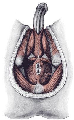 * the septum that separates these opening is going to continue downward untill it reaches the cloacal membrane and the proctodeum ( which is part of the chloacal membane) and fuses with them to make