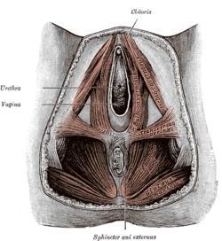 the perineal body is a thickining of certain tissue into which muscle fibers are inserted and it can control the contraction and relaxation in that region so this perineal body is a thickening in the
