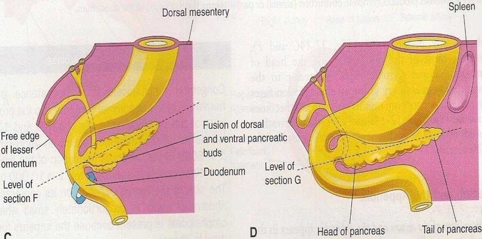 The pancreatic duct and the common bile duct will fuse to form theampulla of vater andthis ampulla will open in the second part ( vertical part) of the duodenumto form the major duodenal papila,this