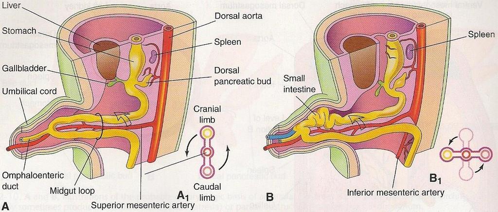 degrees )around the superior mesenteric artery.