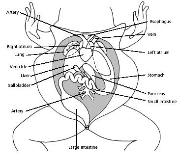 The Respiratory & Circulatory Systems Air is drawn into the mouth by expansion of the throat.