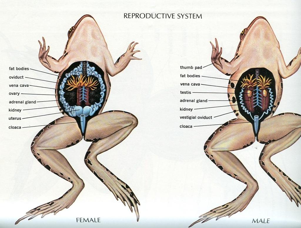 The Reproductive Systems 1) A female frog has two lobed, greyish ovaries that lie close to the kidneys. In a mature female, the two ovaries might be filled with black and white eggs.