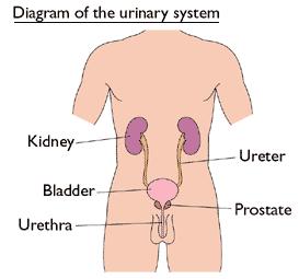 I. Urinary System 1. kidney & ureters 2.