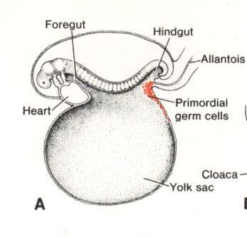 cells of yolk sac