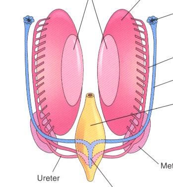2) genital ducts