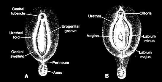 urogenital folds
