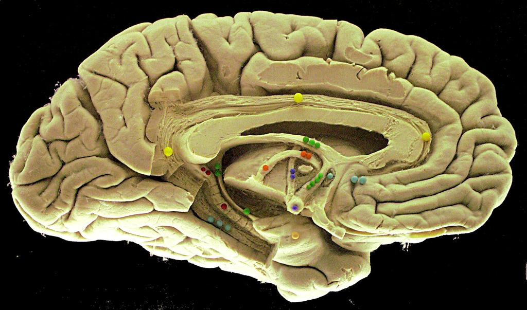 Papez Circuit Hippocampus - Fornix - Mammillary body (hypothalamus) - Anterior nuc