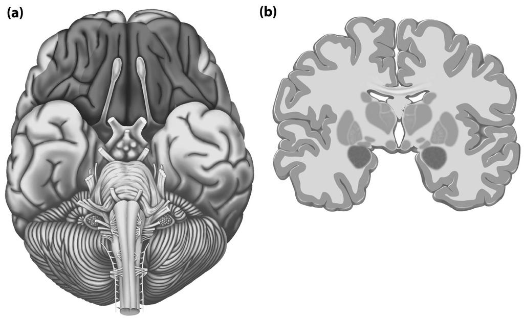 The Orbitofrontal Cortex (OFC) and the amygdala (fig 9.
