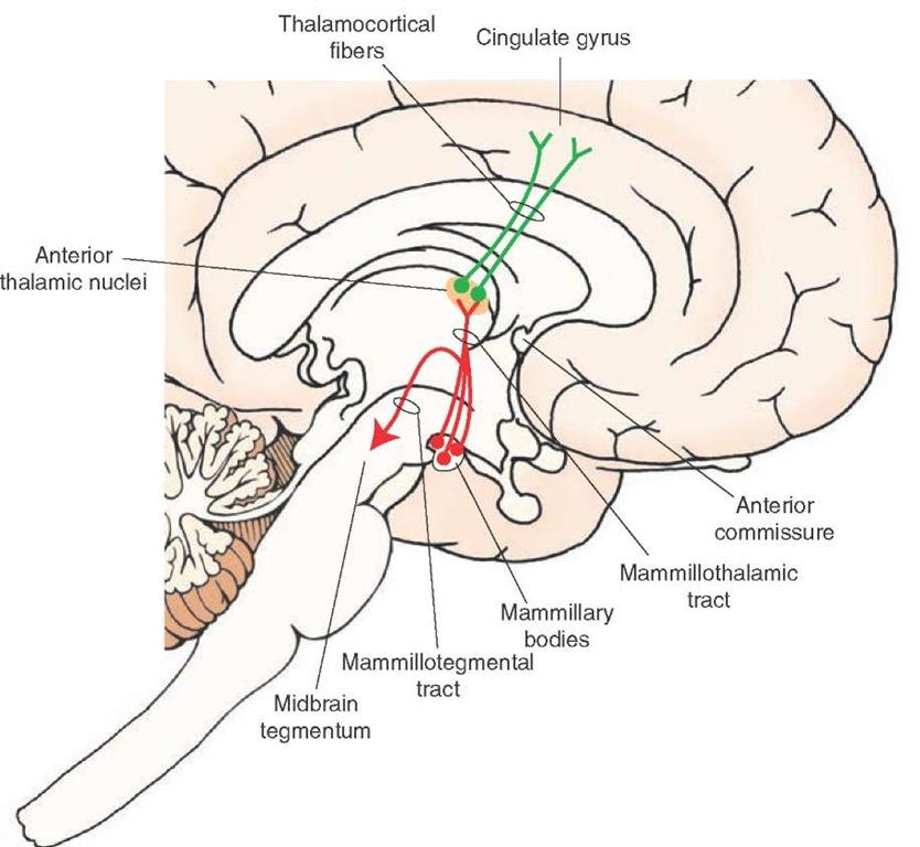 Efferent: Cingulate gyrus, (limbic system)