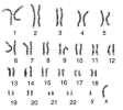 time: up to 4 days Prenatal diagnosis: Evolving techniques Standard karyotype (G-banded