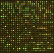 hybridization (array CGH) 9 Array comparative genomic hybridization Array comparative