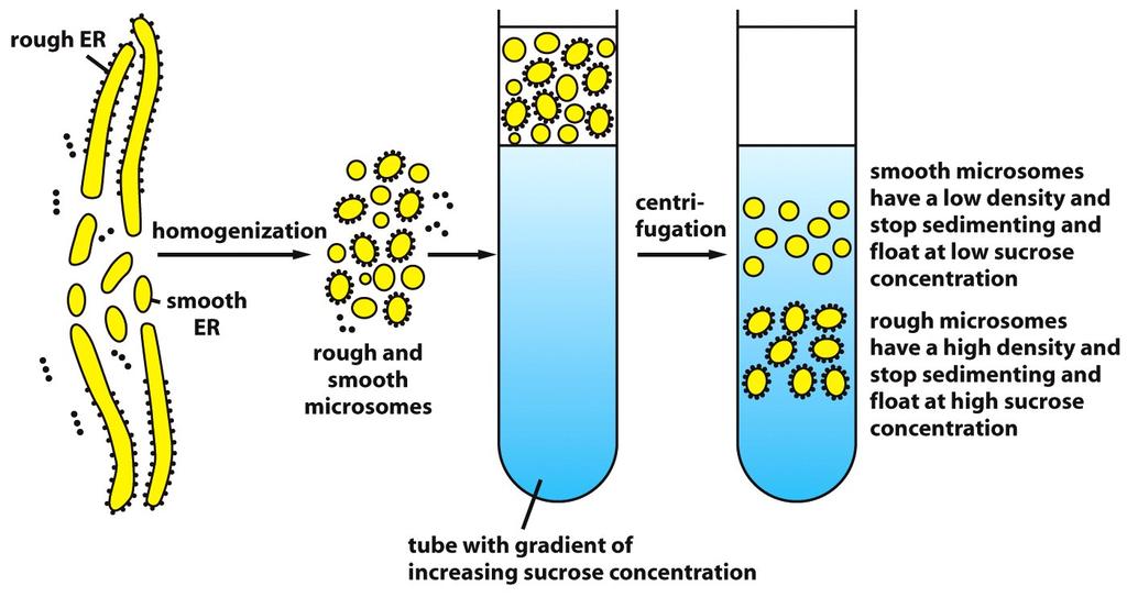 (A) (B) When sedimented to equilibrium through a gradient of sucrose, the two types of