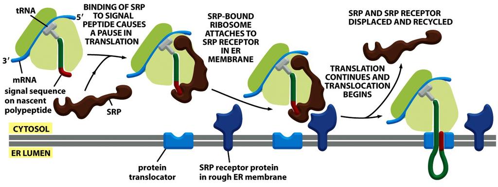 A Signal-Recognition Particle (SRP) Directs ER Signal Sequences to a Specific Receptor in the Rough ER Membrane Figure 12-40 The SRP binds to both the exposed ER signal sequence and the ribosome,