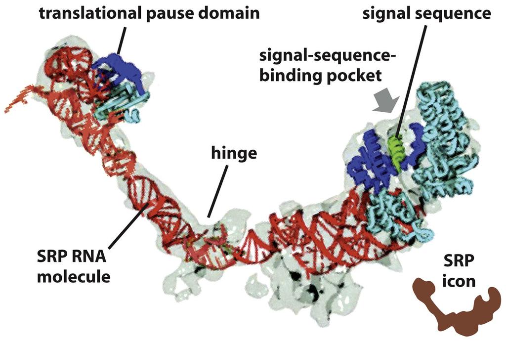 The Signal-Recognition Particle (SRP) (A) A mammalian SRP is a rodlike complex containing six protein subunits and one RNA molecule.