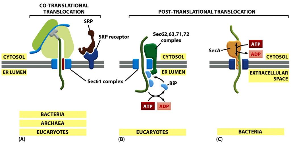 Protein Translocation Can Be Driven Through Structurally Similar Translocators Figure 12-44 No additional energy is needed An additional complex is attached to the Sec61 translocator and deposits BiP