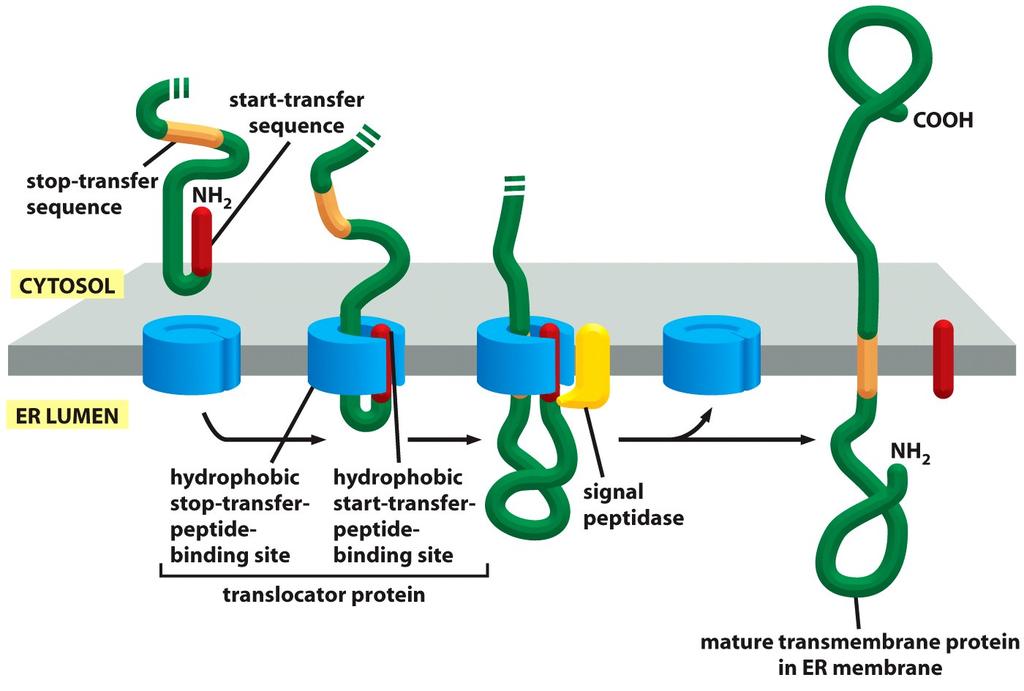 How a Single-Pass Transmembrane Protein with a Cleaved ER Signal Sequence Is Integrated into the ER Membrane Figure 12-46 In this protein, the co-translational translocation process is initiated by