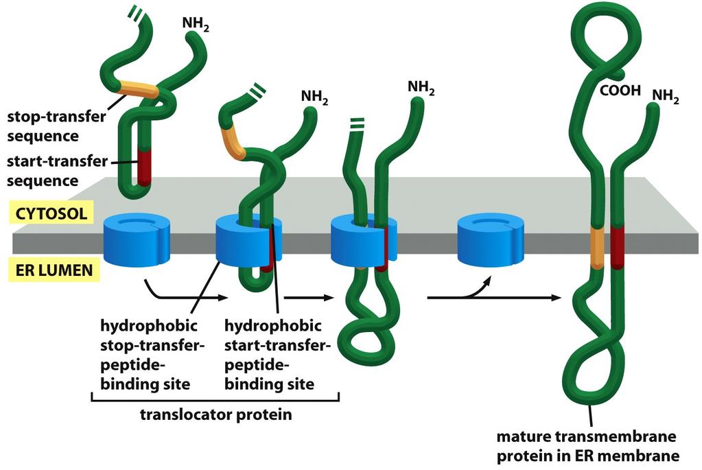 Integration of a Double-Pass Membrane Protein with an Internal Signal Sequence into the ER Membrane Figure 12-48 In this protein, an internal ER signal sequence acts as a start-transfer signal (as in
