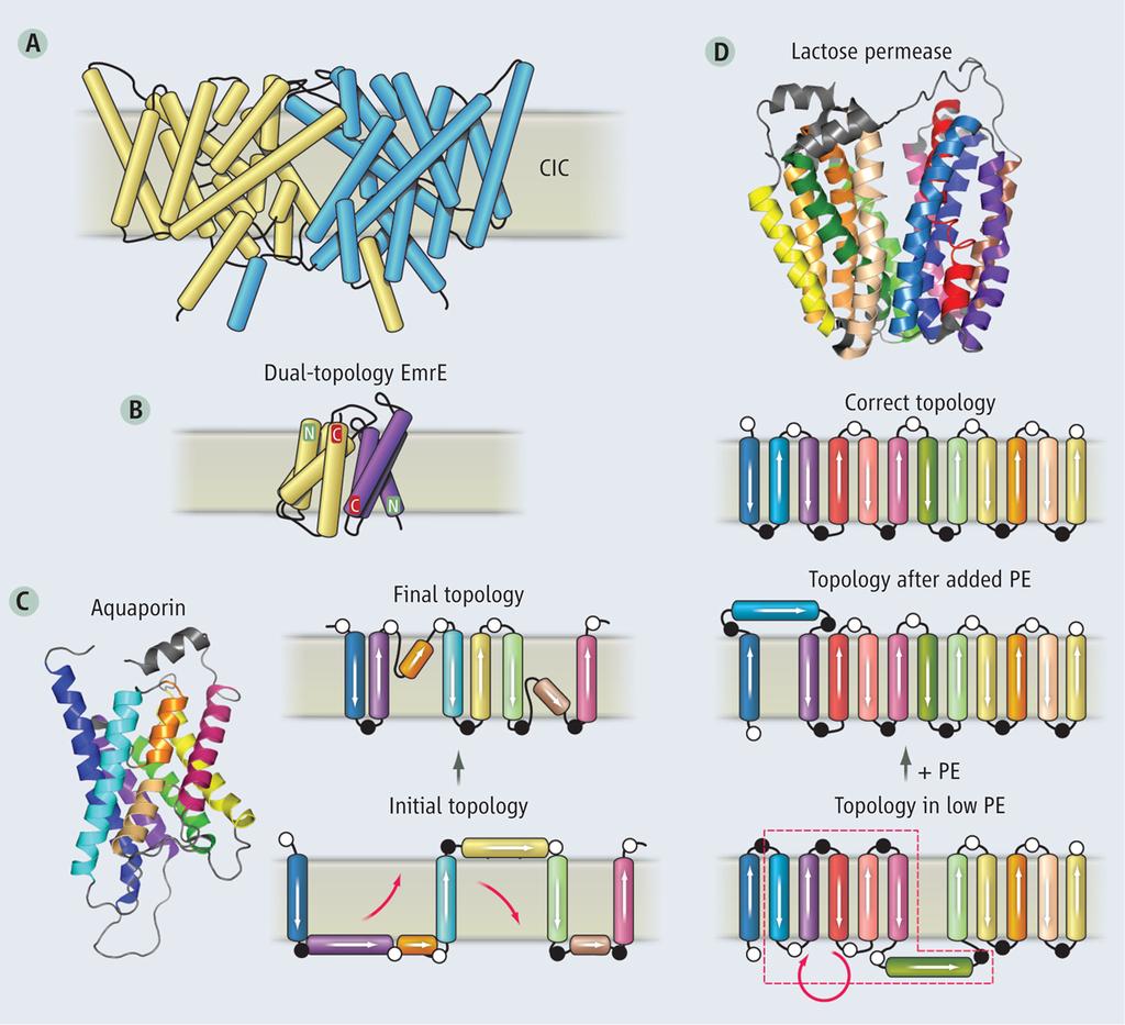 Complex Membrane Protein Folding J U Bowie Science 2013;339:398-399 (A) The ClC chloride channel, which consists of two subunits, has a complex arrangement of helices.