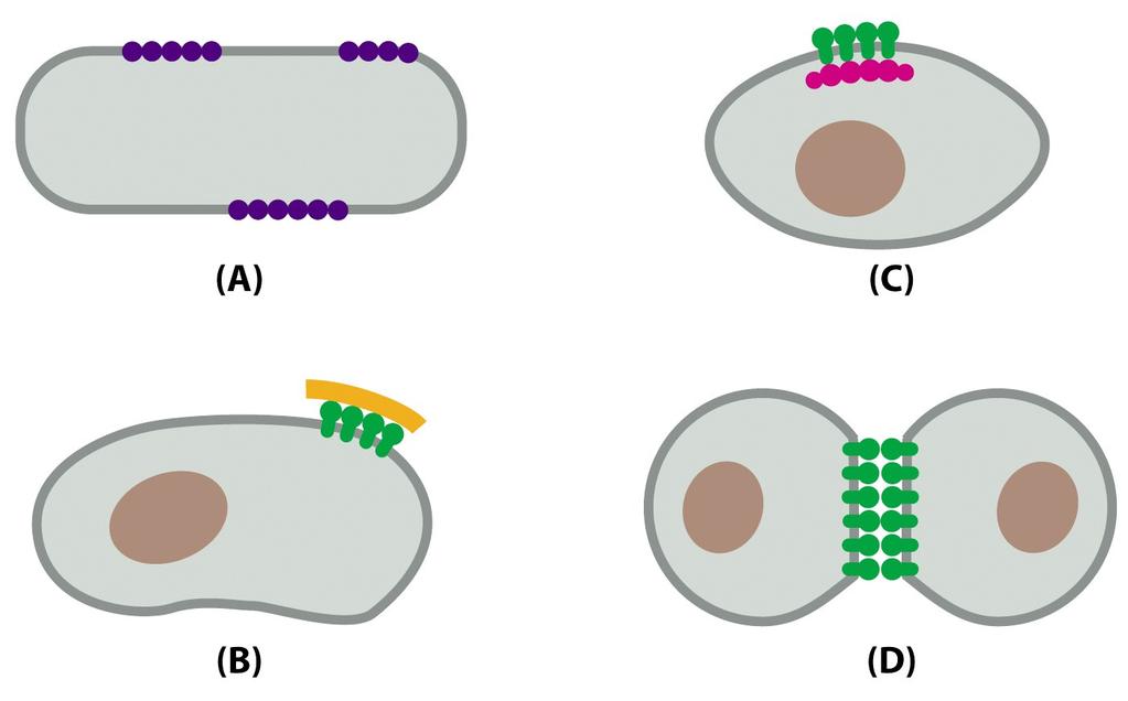 aggregates (e.g. bacteriorhodopsin in the purple membrane of Halobacterium); (B, C) they can be tethered by interactions with assemblies of macromolecules (B) outside or (C) inside the cell; (D) they