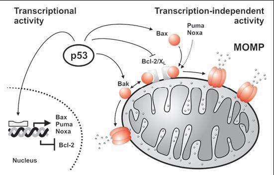 標靶 p53 定位於線粒體可能作為癌症治療策略 (Targeting p53 to mitochondria for cancer therapy) (Mitochondrial outer membrane