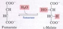 When the Spectrophotometric methods can be used? 1) Cases in which product absorbs but not the substrate. e.g. Fumarate hydratase.