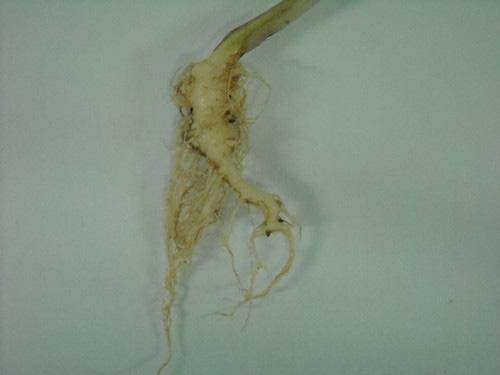root rot pathogen Thielaviopsis basicola. J. Biological Control., 58, 68-73. http://dx.doi.org/10.1016/j.biocontrol.2011.