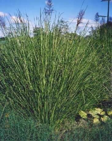 SPECIAL FEATURES OF VETIVER GRASS SUITABLE FOR WASTEWATER DISPOSAL AND TREATMENT UNIQUE ATTRIBUTES Stiff and erect stems