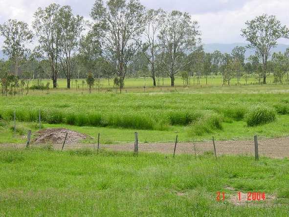 Australia: Vetiver planted to dispose effluent discharged from a municipal