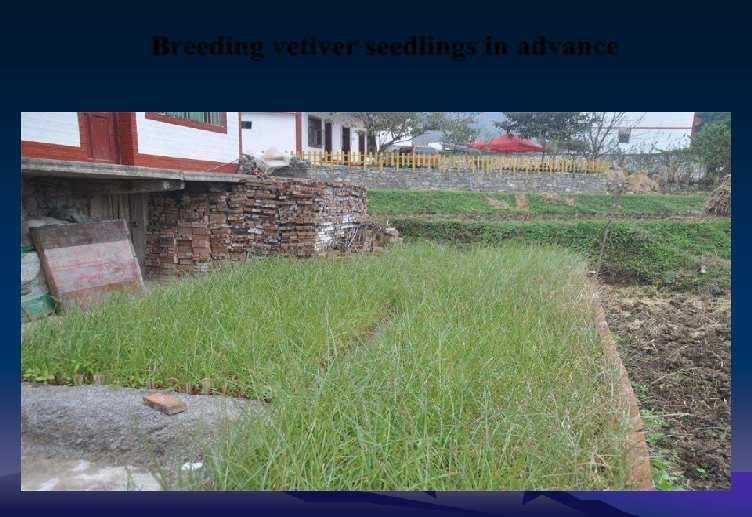 Propagating vetiver seedlings in advance