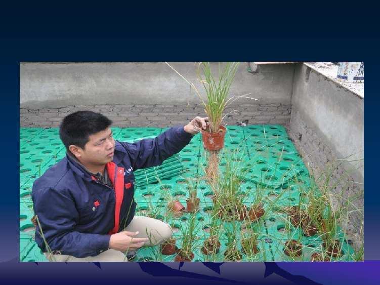 Vetiver seedlings transplanted to floating