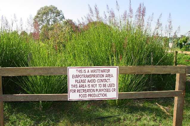 Australia: Vetiver planted to dispose effluent discharged from a public