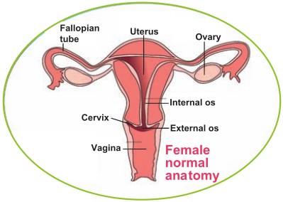 Published on: 8 Apr 2013 Endometriosis and Infertility - FAQs Introduction The inner lining of the uterus is called the endometrium and it responds to changes that take place during a woman's monthly