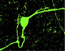 A Mouse with headplate Single-unit extracellular recording Juxtacellular labeling Neurobiotin labeled MS neuron Reward tube Mouse MS electrode CA electrode CA LFP str.