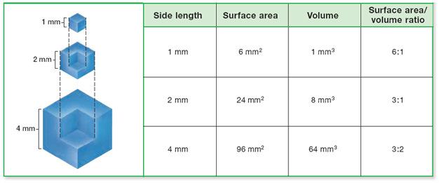 Cell Size Small cells function more efficiently than large cells. If a cell s surface area to-volume ratio is too low, substances cannot enter and leave the cell well enough to meet the cell s needs.