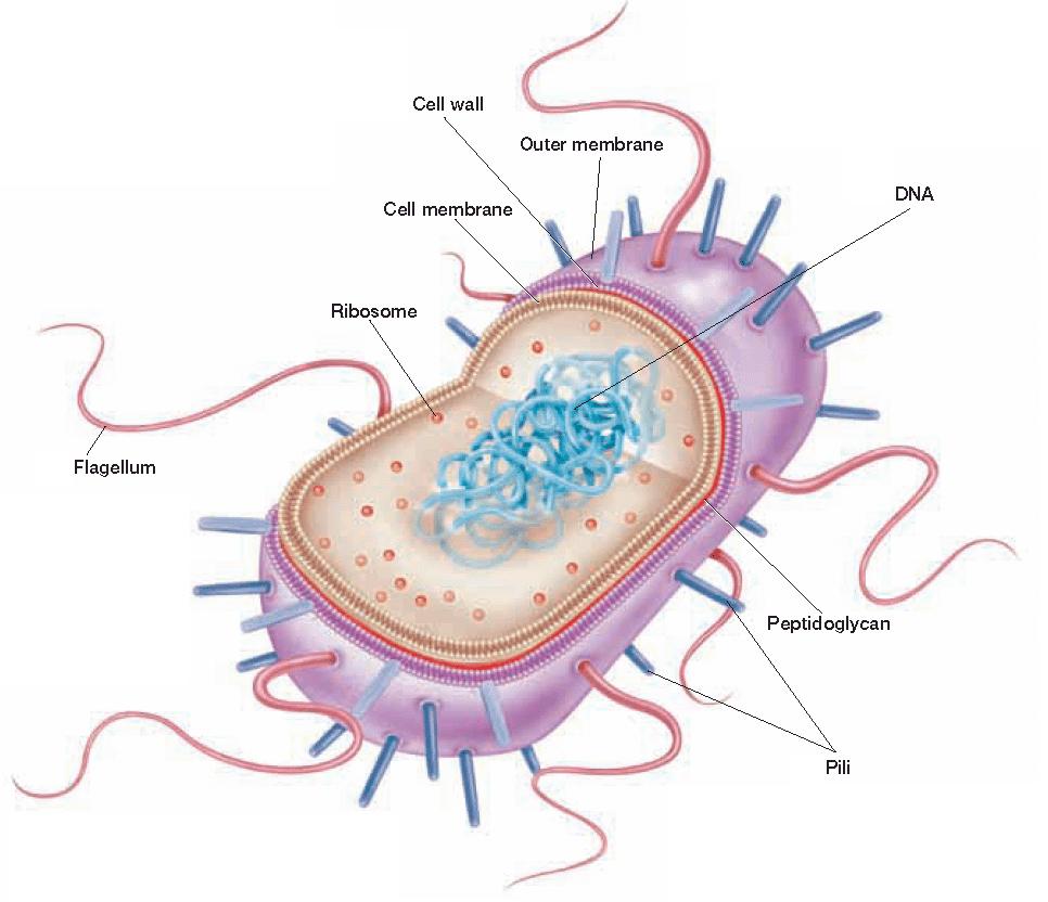 Prokaryotes Prokaryotes are single-celled organisms that lack a nucleus and other internal compartments. They have a cell wall, may havecilia or flagella, and have a single circular molecule of DNA.