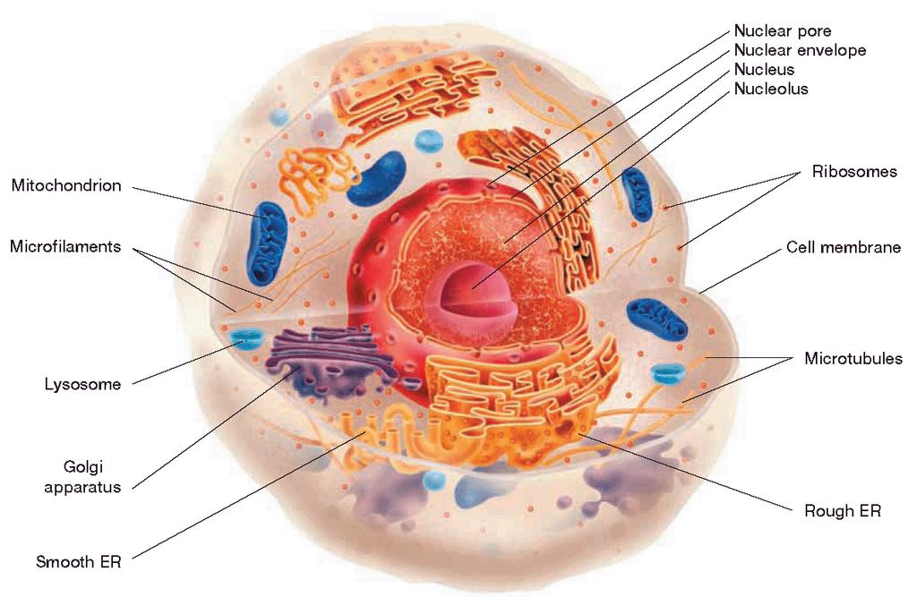 Eukaryotic Cells Eukaryotic cells have: A nucleuswhich contains the cell s DNA Other internal compartments called organelles.