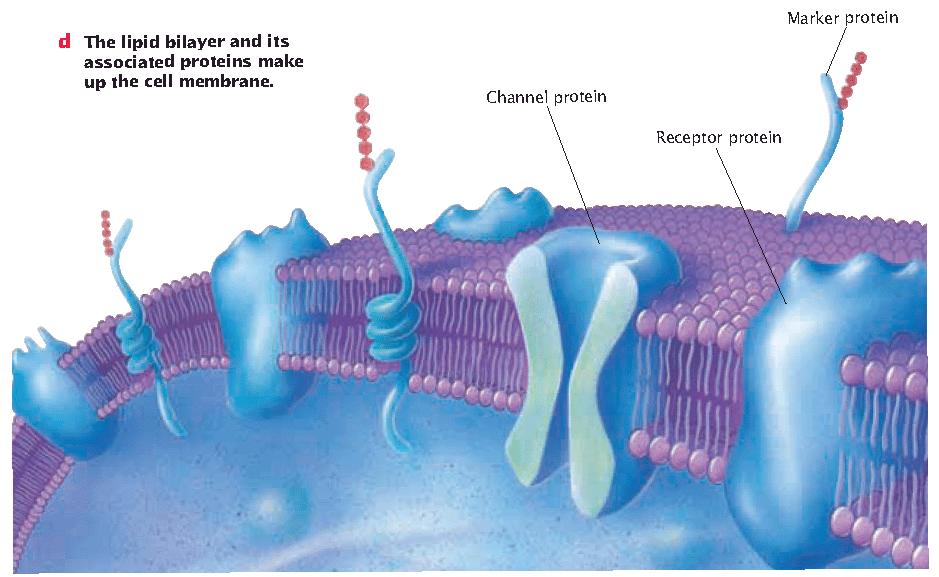 The Cell Membrane, continued The Nucleus -cell s genetic control center Generally the largest organelle Thenucleus is an internal compartment that houses the cell s DNA.