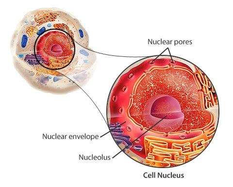 The Nucleus, continued Section 3 Cell Organelles Nucleus of a Cell Overview: Many cell organelles are related through the endomembrane system The endomembrane system is a