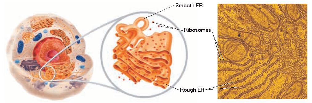 Ribosomesand the Endoplasmic Reticulum, continued The moves proteins and other substances within eukaryotic cells.