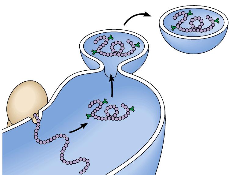 New proteins enter the. The portion of the that contains the completed protein pinches off to form a vesicle. A vesicle is a small, membrane-bound sac that transports substances in cells.