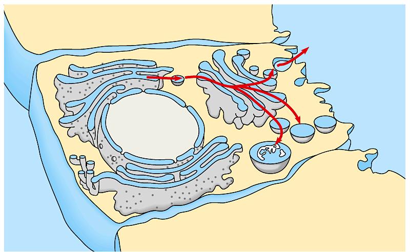 A review of the endomembrane system The various organelles of the endomembrane system are interconnected structurally and functionally Rough Nucleus Smo oth Trans port vesicl e from Nuclear envelope