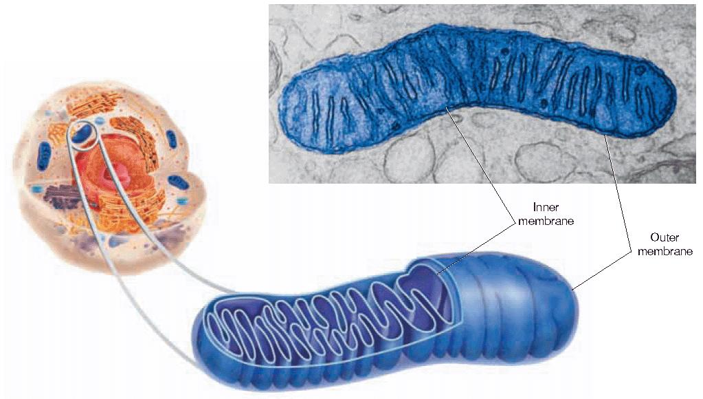 Mitochondria carry out cellular respiration This process uses the chemical energy in food to make ATP for cellular work ATPis the main energy currency of cells.