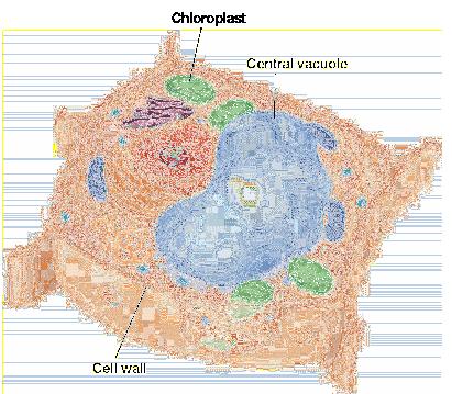 The inner membrane is greatly folded, and has a large surface area. Mitochondriahave their own DNA. They reproduce independently of the cell.
