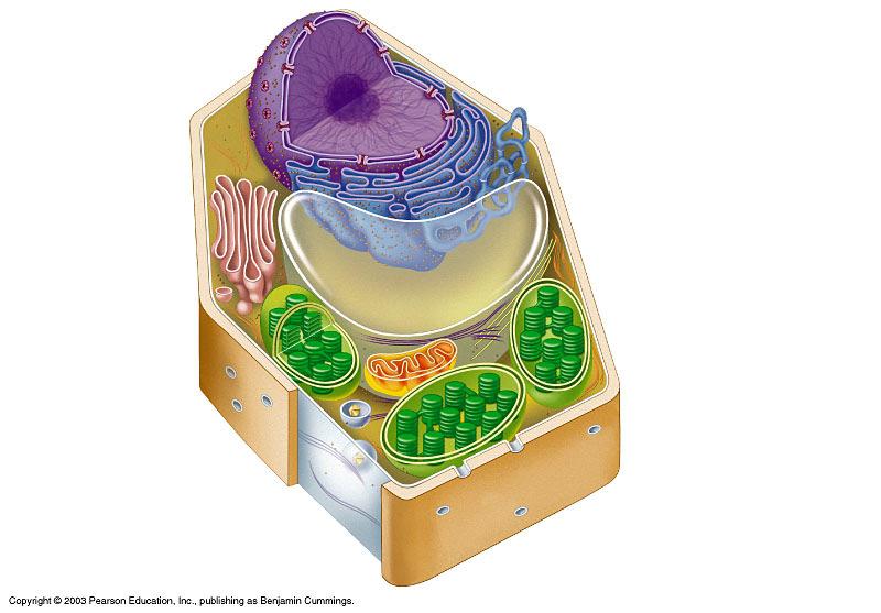 Structures of Plant Cells - chloroplasts are organelles that use light energy to make carbohydrates from carbon dioxide and water.