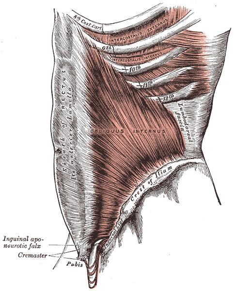 Internal Oblique Direction: upward forward medially Origin Lumbar Fascia, Ant 2/3 iliac crest, lateral two thirds of inguinal ligament.