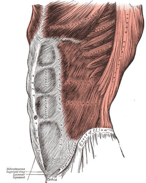 Lines & Land marks of the Anterior Abdominal Wall Linea alba: - Located along the midline.